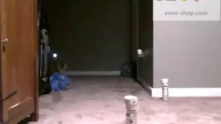 Spray r&eacute;pulsif pour chat &agrave; l'interieur de la maison