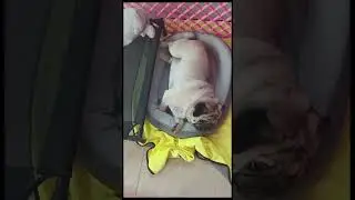 just sleep#cute #dog daily life