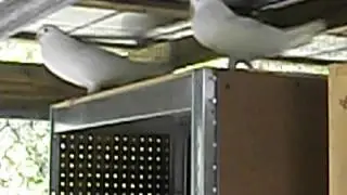 King Pigeons