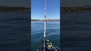 Stonehaven 🛶 🎣