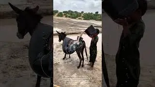 Ingenious Donkey Water Carrier: Traditional Water Transport in Rural Area