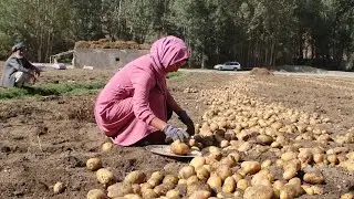 Afghanistan Village Life: Harvest and cook potatoes