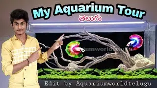 My Aquarium tour 😍🥵 by Aquarium World Telugu : Fish that I have
