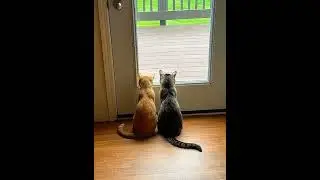 Heartwarming Cat Bonding Moments 😘💓💖 #felinefriendly #catcare #cat #happycats