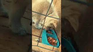 Feeding My First Wolf Hybrid Cub!! (Mid Content)