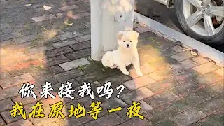 散步遇見的小流浪，給他買了個雞腿，離開後小白卻在原地等了他一夜