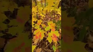 Autumn Color in Minnesota 🍁🍂🌾