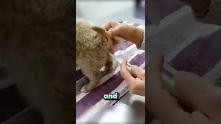 This Pup Could Have DIED..!!! 🐕🥹❤️ #abandonedpuppy #rescuedogs #heartwarmingrescue #cutepuppy