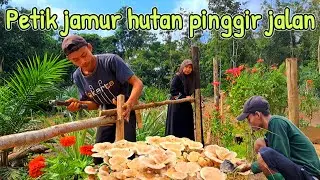 Melanjutkan pasang tiang pagar pondok dan petik jamur hutan pinggir jalan||JALAN KEHIDUPAN Eps.233