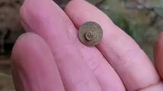 Short Hunt got my oldest Thimble 😊