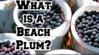 Beach Plum: What is it and should you plant one today?