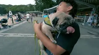 Philippine Pug Lovers Club Meet Up 2024