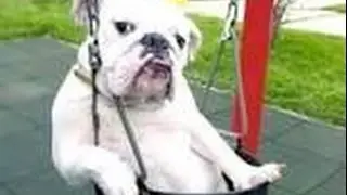 try and not to laugh challenge animal edition (impossible)