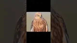 agar tumhen success hona hai🙀to ye 3 eagle mindset follow karo🤯