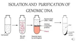 ISOLATION AND  PURIFICATION OF GENOMIC DNA
