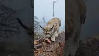 Lynx in nature