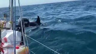 Hallberg Rassy Yacht Attacked By An Orca (Killer Whale)