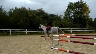Alpenrose, 5 years, training
