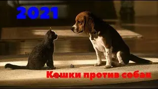 КОШКИ ПРОТИВ СОБАК, ЛЮБОВЬ ИЛИ ВОЙНА? | CATS vs  DOGS, LOVE OR WAR? | TopTikTok