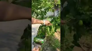 High Performance Utility Tools Tools High Efficiency Hardware Tools Fruit Picking Tool Jujube Picker