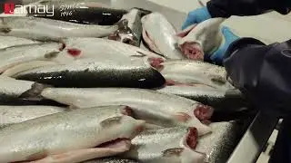 Tamay Somon İşleme Prosesi / TAMAY Salmon Processing Lines