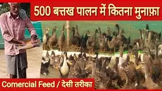 Duck Farming | 500 बत्तखों से कितनी कमाई ? | बत्तख पालन का पूरा खर्चा और मुनाफ़ा | Battakh Palan