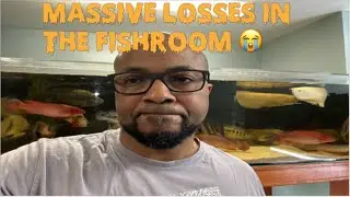 Catastrophic Event In My Fishroom 😩