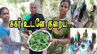 சுகரை  உடனே  குறைக்கும் அற்புத  கோவை கீரை பொரியல்  / ORGANIC   IVY GOURD FRY I~ KOVAI KEERAI FRY,