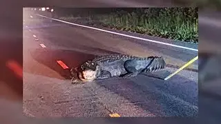 Firefighters help remove 12-foot alligator lunging at cars in the road