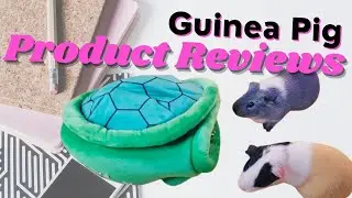 Guinea Pig Product Reviews - @Oxbowanimalhealth, Kaytee, and more!