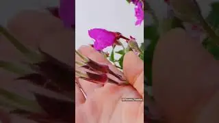 Plant Propagation - How To grow Geranium from seeds / Propagation de G&eacute;ranium &agrave; partir de graines