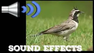 Horned Lark   bird  sound effects