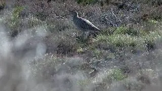 Curlew 7