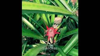 This is HOW a pineapple FLOWER looks like! #Shorts