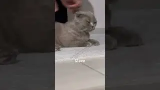 Scottish Fold Slave Part &Ouml;ne