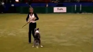 Tina Humphrey Crufts 2007
