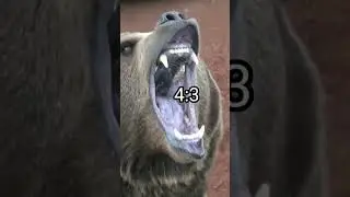 Wolf vs Bear #shorts