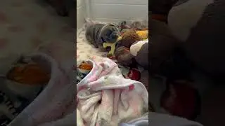Winnie loves his new teething toys puppiesofshorts Englishbulldog bulldogsofshorts pup fyp puppylov