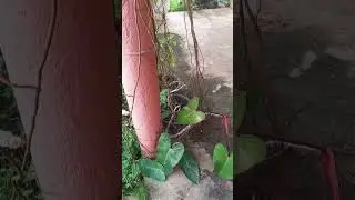 Meu filodendro sangu&iacute;neo em flora&ccedil;&atilde;o