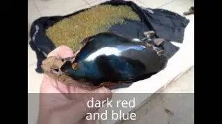Mexican Blue Green Amber www.amberminemexico.mx