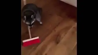 Raccoons clean for money now 😂🤣🔥✨ #cute raccoon #cleaning #gimme my money