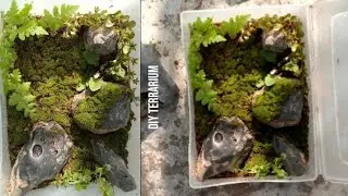 প্লাস্টিক বক্সে চমৎকার টেরারিয়াম তৈরি!🌱| DIY Moss Terrarium in a Plastic Box