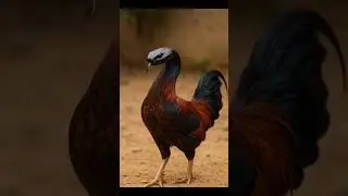 Snake 🐍 Animal Stories