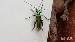False oil beetle. thick leg flower beetle. or the swallon leg beetle. Oedemera nobilis.
