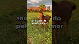 ENCHA SUA CASA DE ANJOS COM ESSA LINDA CAN&Ccedil;&Atilde;O #ref&uacute;giodaf&eacute; #jesus #shorts