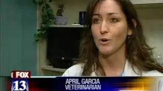 Miracle Cat News Story