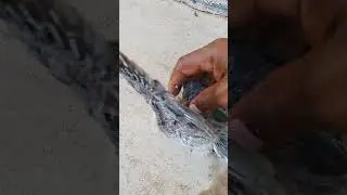 Saving baby dove from Ant 🐜🐜