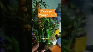 Tanaman tanpa CO2 #aquarium #aquascape #aquariumtool