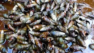 Finding snails in the mangrove forest