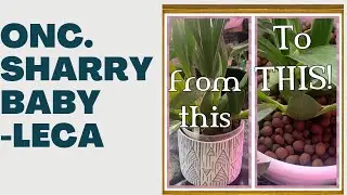 Moving Onc. Sharry Baby to Leca  Time to move Sharry Baby 'Momma' to Leca